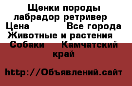 Щенки породы лабрадор ретривер › Цена ­ 8 000 - Все города Животные и растения » Собаки   . Камчатский край